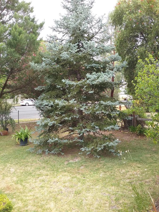 Langley Cottage B&B Coonabarabran Bagian luar foto